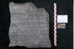 Foto (Objekt + Etikett) von Sigillaria reniformis Brongniart (NHMW-GEO-2024-0188-11083)